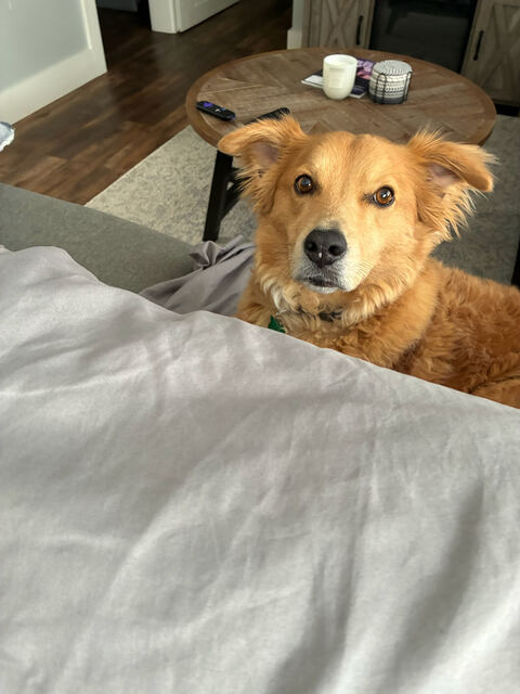 Dog resting on the bed