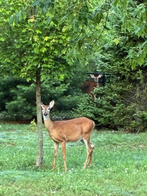 Deer in the yard among the trees