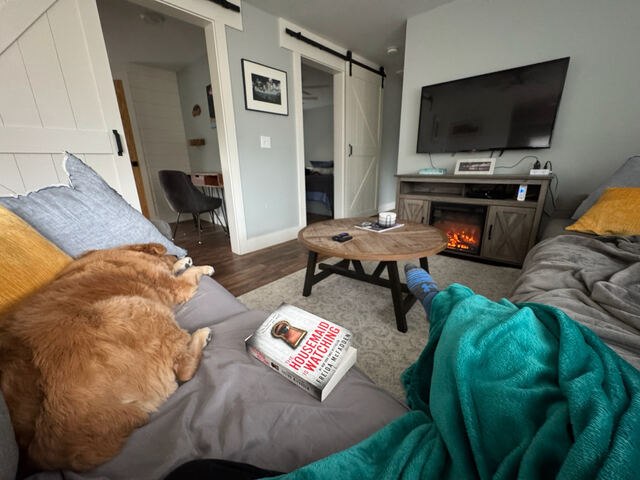 Dog relaxing on the living room couch